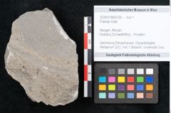 Foto (Objekt + Etikett) von Plantae indet.  (NHMW-GEO-2024-0188-6700)